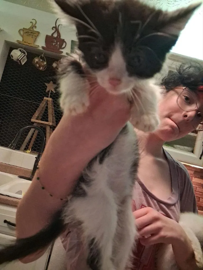 A baby medium-sized male Domestic Short Hair cat named Bob for adoption in Johnson City, TN