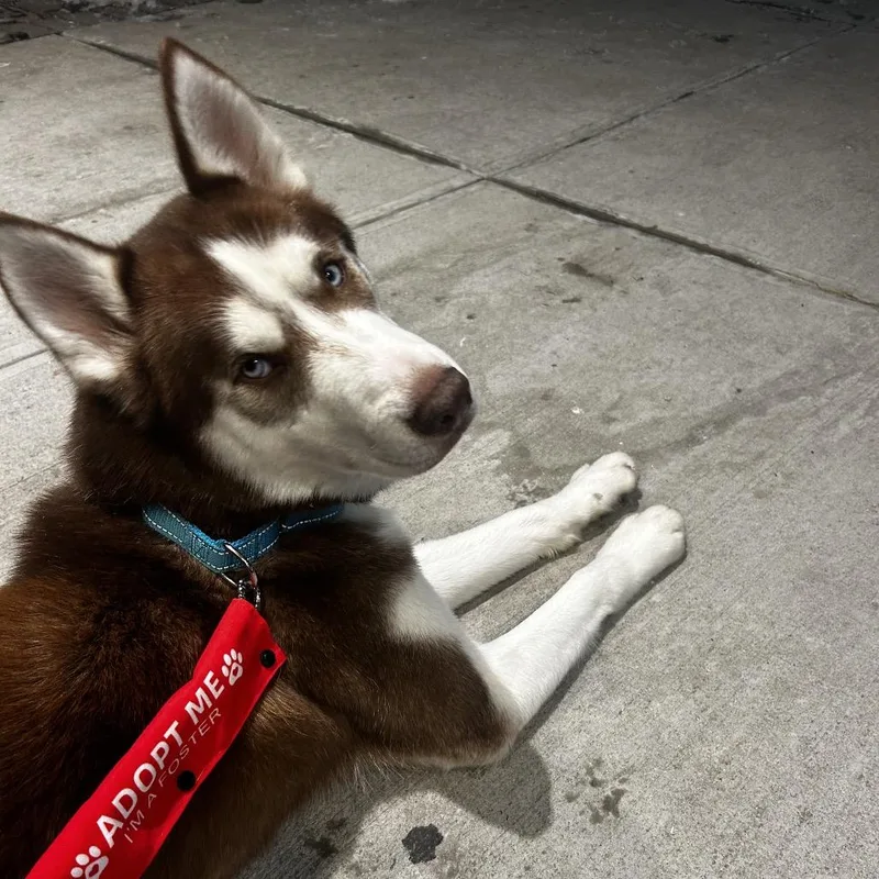 An adult medium-sized male Red / Chestnut / Orange Siberian Husky dog named Blaze for adoption in Newark, NJ
