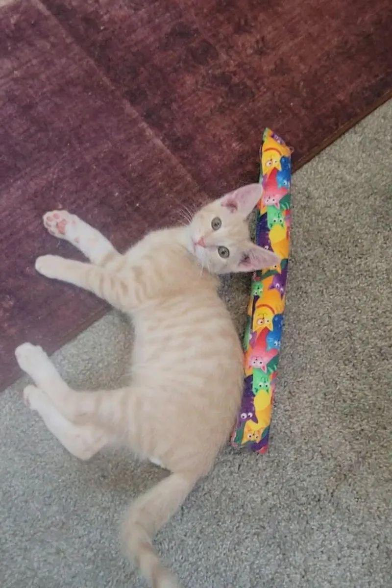 A baby medium-sized male Orange & White Domestic Short Hair cat named Russet for adoption in Litchfield Park, AZ