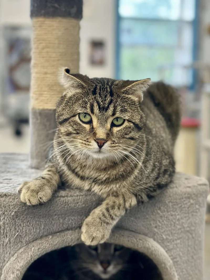 An adult medium-sized male Tabby (Brown / Chocolate) Domestic Short Hair cat named Bernie for adoption in Faribault, MN