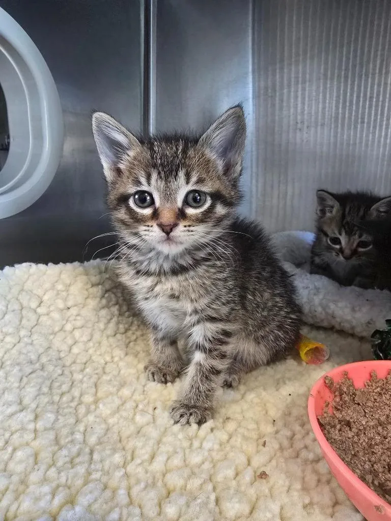 A baby medium-sized female Domestic Short Hair cat named G Winnie for adoption in Ashland, WI