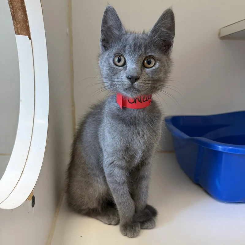 A baby small-sized female Domestic Short Hair cat named Chicago for adoption in Oakland, CA