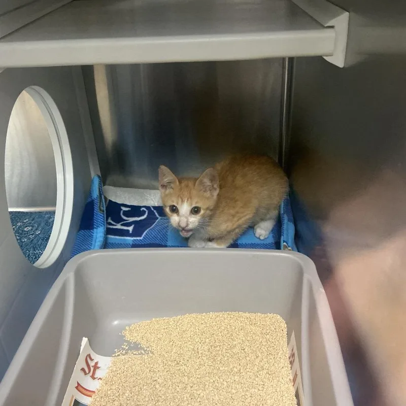 A baby small-sized male Orange / Red Domestic Short Hair cat named Lemon for adoption in St Joseph, MO