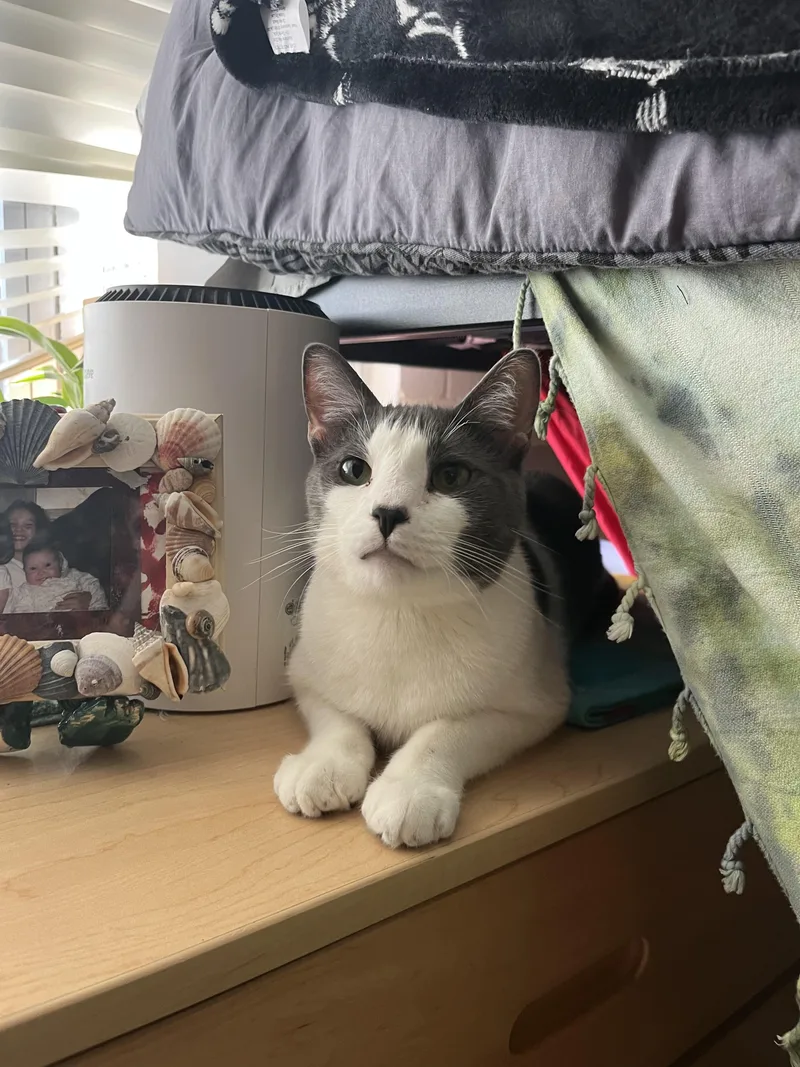 A young large-sized male Domestic Short Hair cat named Aster for adoption in St Petersburg, FL
