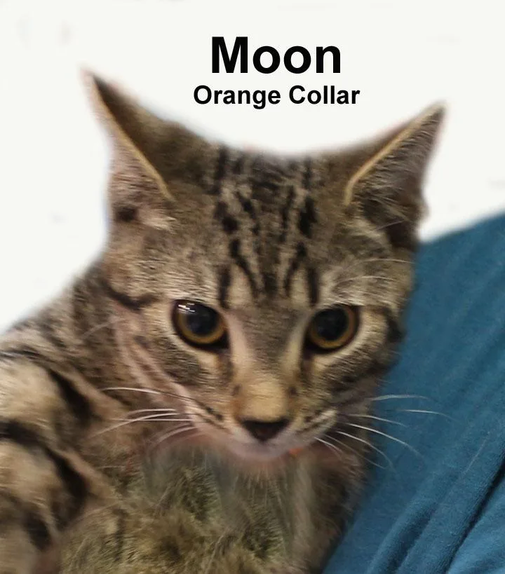 A baby medium-sized male Gray / Blue / Silver Domestic Short Hair cat named Moon Dri. for adoption in Stowe, PA