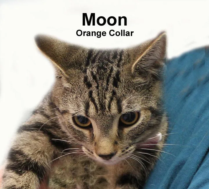 Moon Dri. thumbnail 3