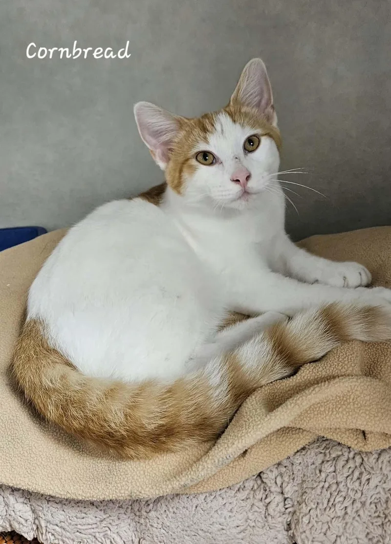 A young large-sized male White Domestic Short Hair cat named Cornbread for adoption in Wapakoneta, OH