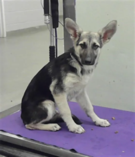 A baby small-sized female German Shepherd Dog dog named Coco for adoption in Houston, TX