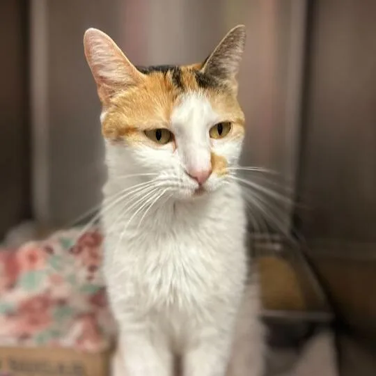 A young medium-sized female Orange / Red Domestic Short Hair cat named Lemon Verbena for adoption in Davenport, IA