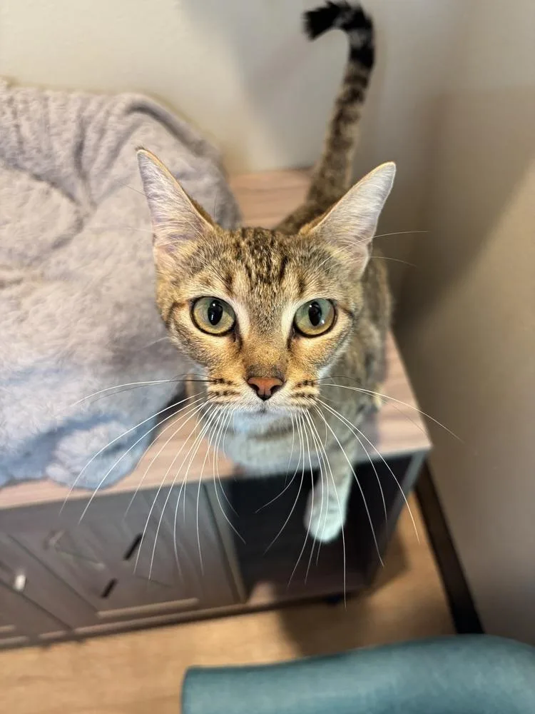 A young medium-sized female Domestic Short Hair cat named Geneva for adoption in Dallas, TX