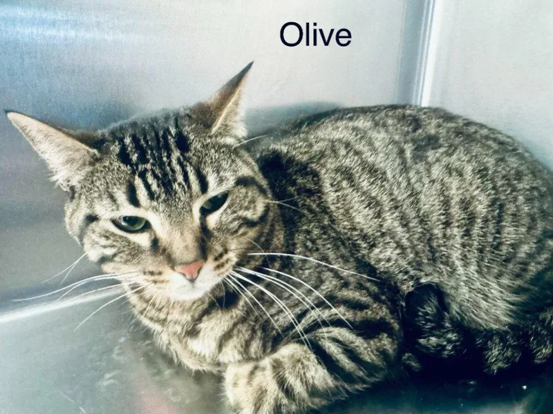 Olive