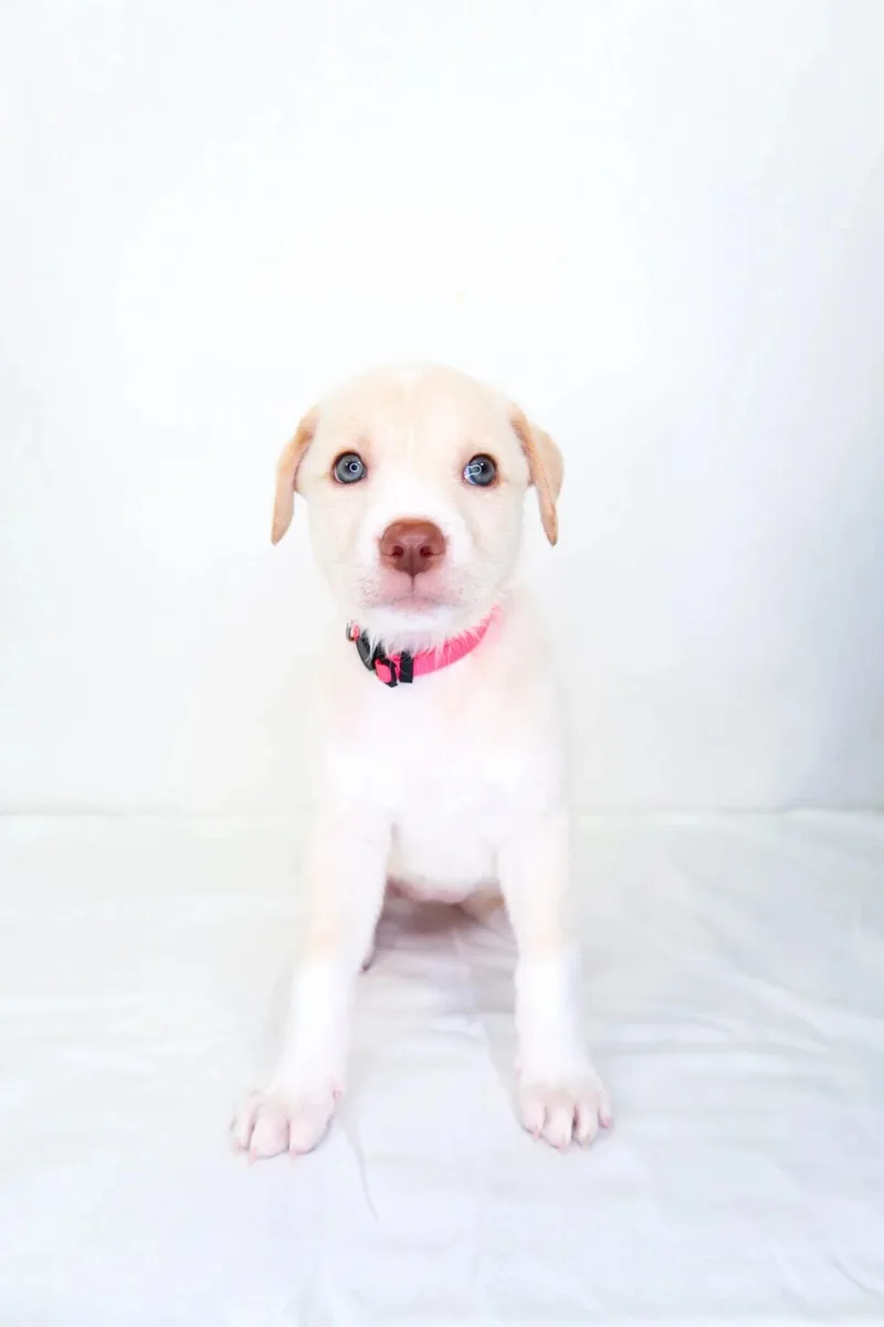 A baby medium-sized female Yellow / Tan / Blond / Fawn Great Pyrenees dog named Lemonade for adoption in Bixby, OK