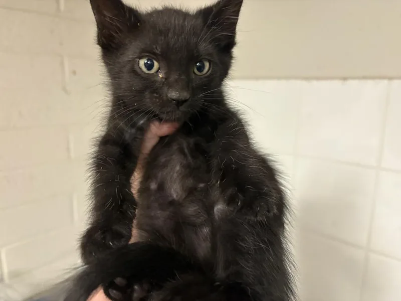 A baby small-sized male Domestic Short Hair cat named Rigatoni for adoption in Chatsworth, CA