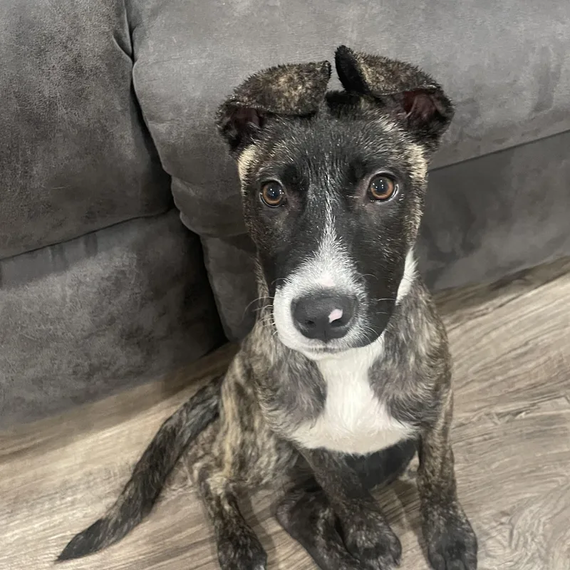 A baby medium-sized female Brindle Pit Bull Terrier dog named Pinky for adoption in Potomac, MD