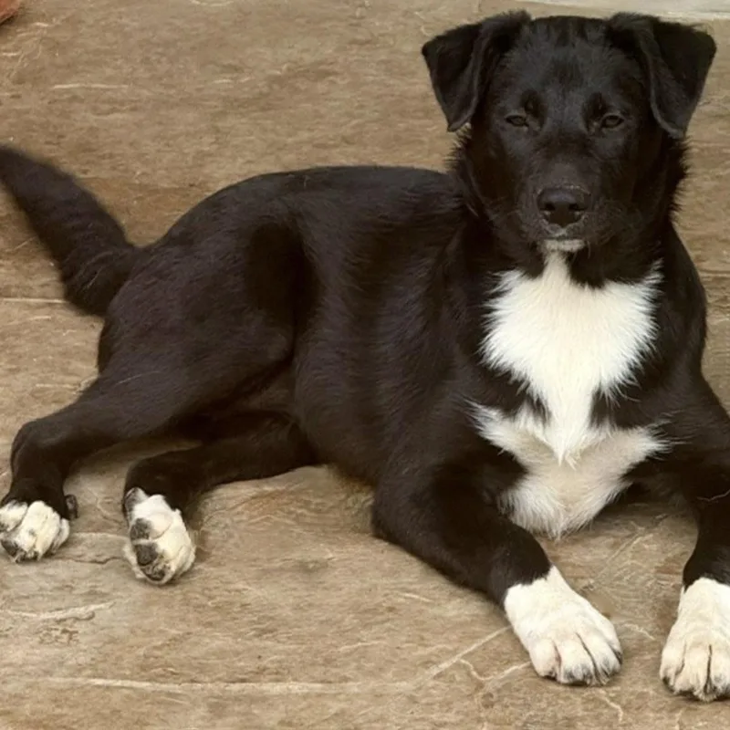 A baby medium-sized female Labrador Retriever dog named Twinkle for adoption in Norwalk, CT