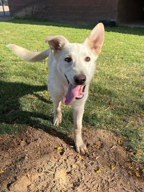 A young large-sized female German Shepherd Dog dog named Starlight for adoption in Blythe, CA