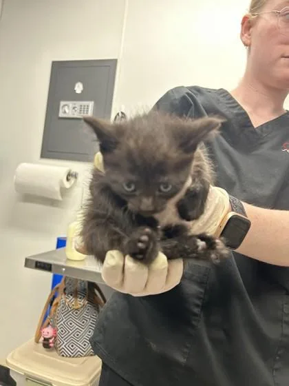 A baby small-sized female Domestic Short Hair cat named Phoebe for adoption in West Chester, PA