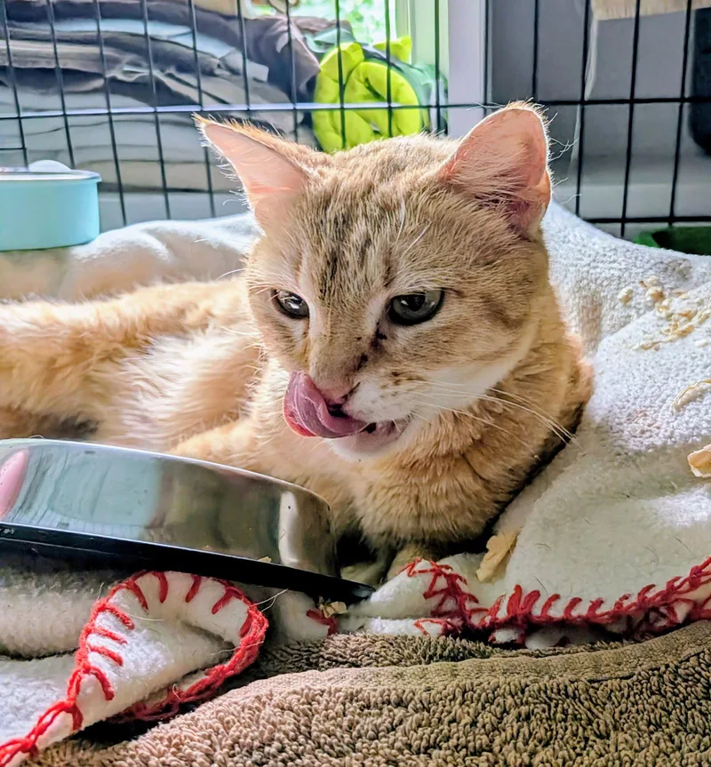 An adult medium-sized female Tabby cat named Delta for adoption in MONTGOMERY, TX