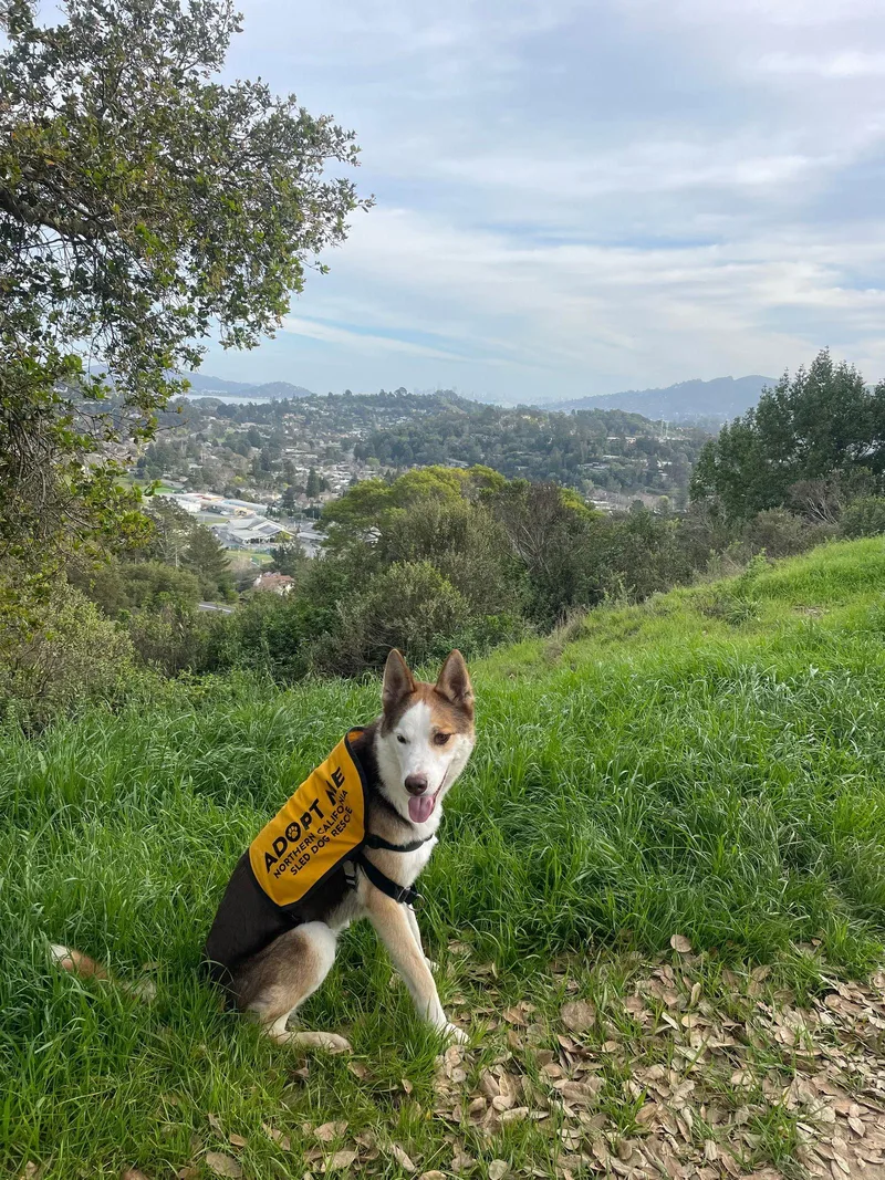 An adult medium-sized female Siberian Husky dog named Beans for adoption in Walnut Creek, CA
