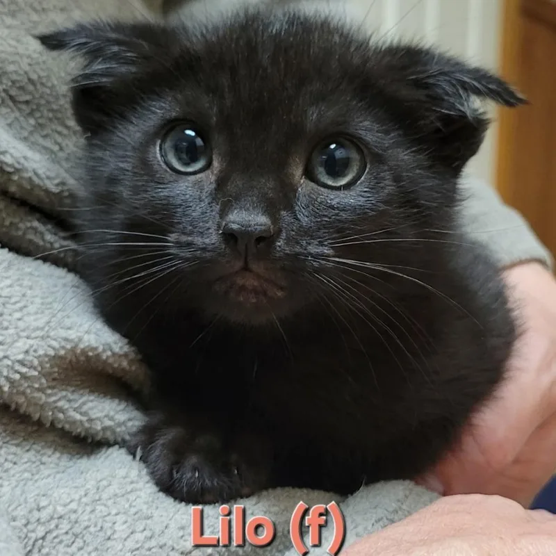 A baby small-sized female Black Domestic Short Hair cat named Lilo for adoption in Abingdon, MD