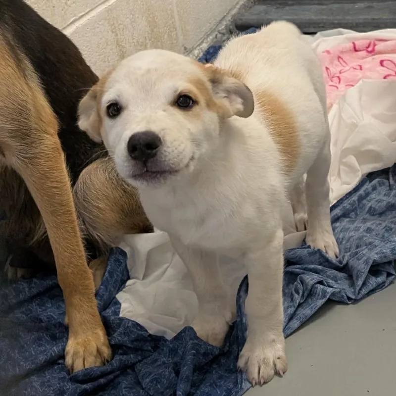 A baby small-sized male White / Cream German Shepherd Dog dog named Pringle for adoption in Buchanan Dam, TX