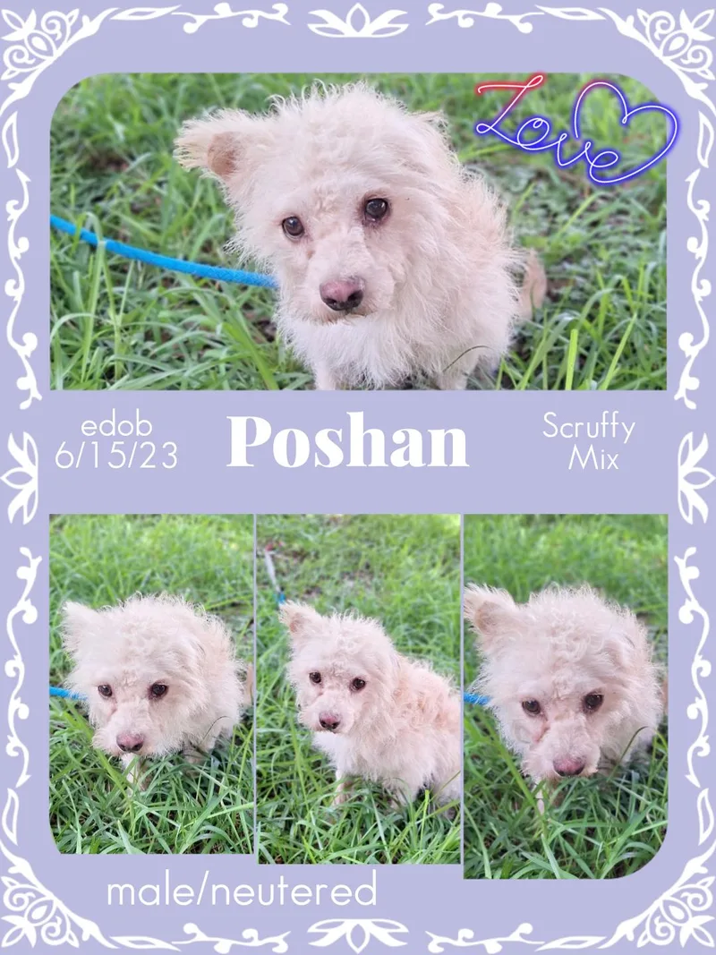Poshan SLThw thumbnail 3