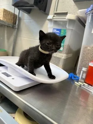 A baby small-sized female Domestic Short Hair cat named Salem for adoption in Manteo, NC