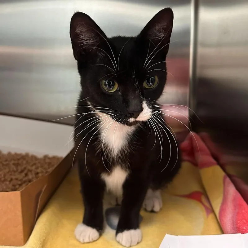 An adult medium-sized female Black Domestic Short Hair cat named Jennifer for adoption in Titusville, FL