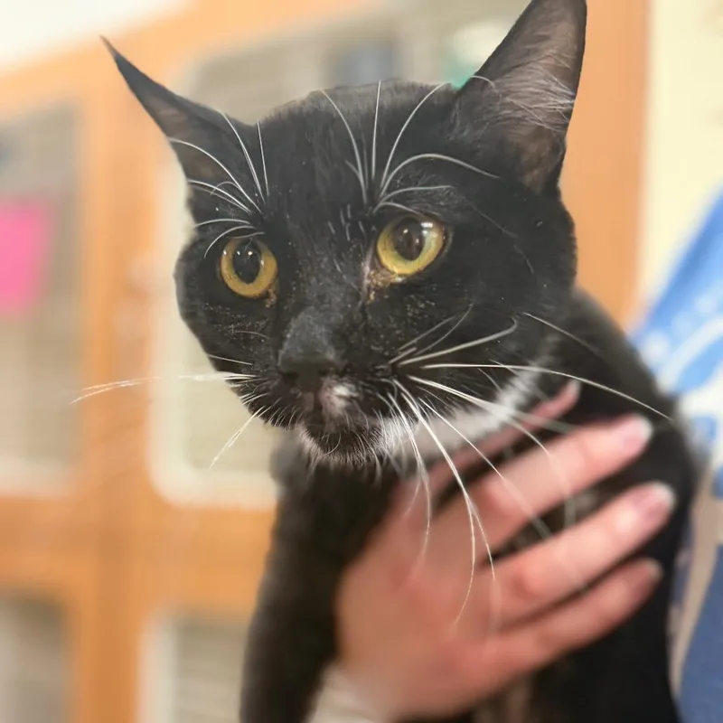 A young medium-sized female Black Domestic Short Hair cat named Mona for adoption in Idaho Falls, ID