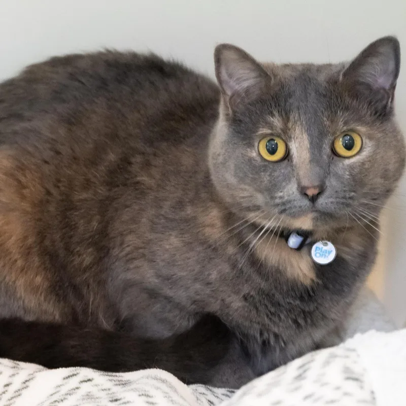 An adult medium-sized female Dilute Tortoiseshell Domestic Short Hair cat named Phoenix for adoption in Victor, NY