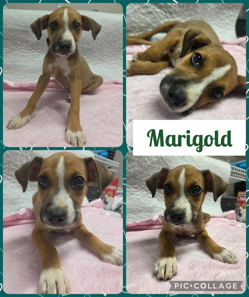 A baby large-sized female Australian Cattle Dog / Blue Heeler dog named Marigold for adoption in Newport, KY