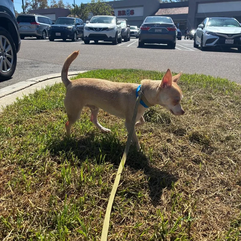 An adult small-sized male White / Cream Chihuahua dog named Ed for adoption in Oceanside, CA