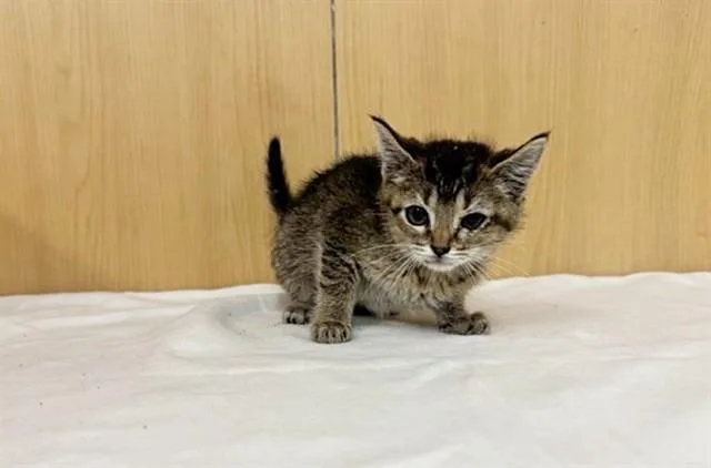 A baby small-sized female Domestic Medium Hair cat named Grumpy for adoption in Saint Louis, MO