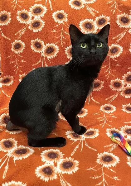 A young medium-sized male Domestic Short Hair cat named Ihop for adoption in Pleasanton, CA
