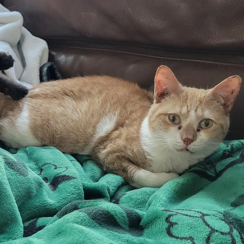 Slinkycat thumbnail 2