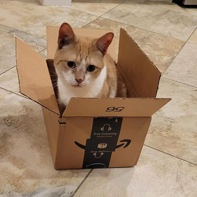 Slinkycat thumbnail 4