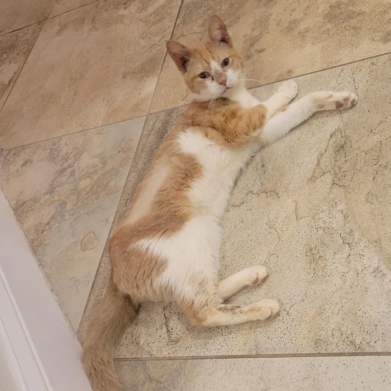 Slinkycat thumbnail 5