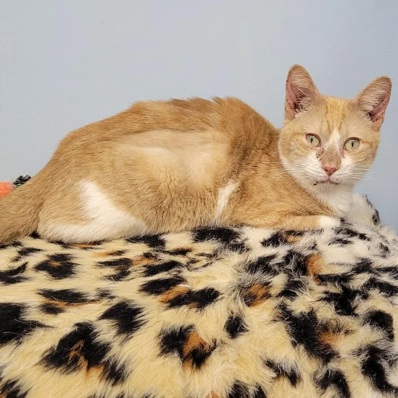 Slinkycat thumbnail 6