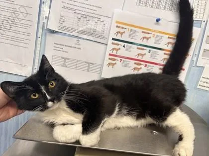 A young small-sized male Domestic Short Hair cat named Pineapple for adoption in Roseville, CA