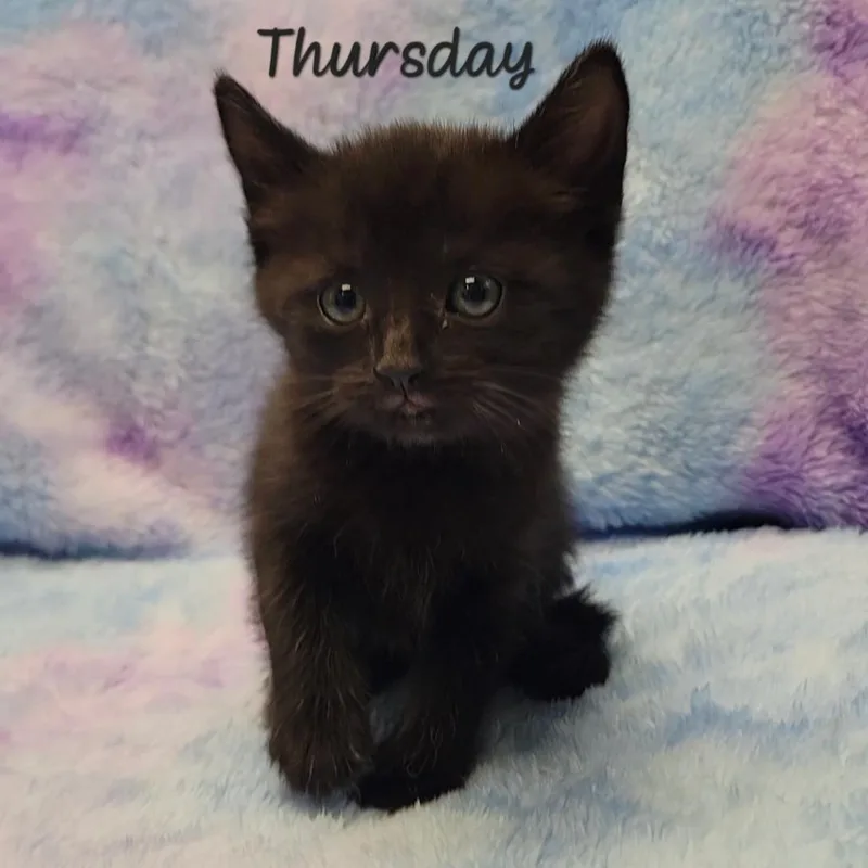 Thursday
