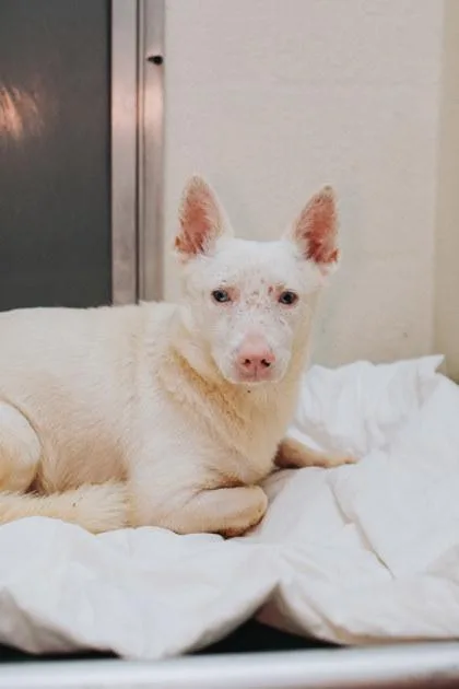 An adult small-sized male Terrier dog named A Liam for adoption in North Charleston, SC