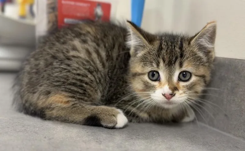 A baby small-sized female Domestic Short Hair cat named Cinnamon for adoption in Bemidji, MN