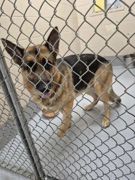 An adult extra large-sized male German Shepherd Dog dog named Pen for adoption in Lawrenceville, GA