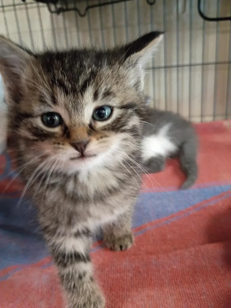 A baby medium-sized male Domestic Short Hair cat named Grout for adoption in Hamilton, OH