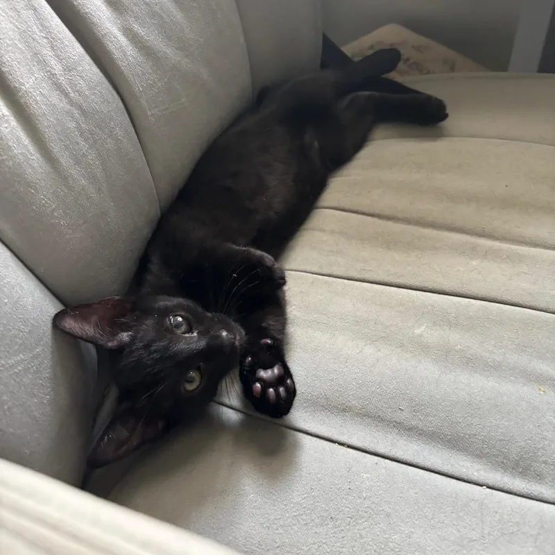 A baby small-sized male Black Domestic Short Hair cat named Duke for adoption in Bulverde, TX