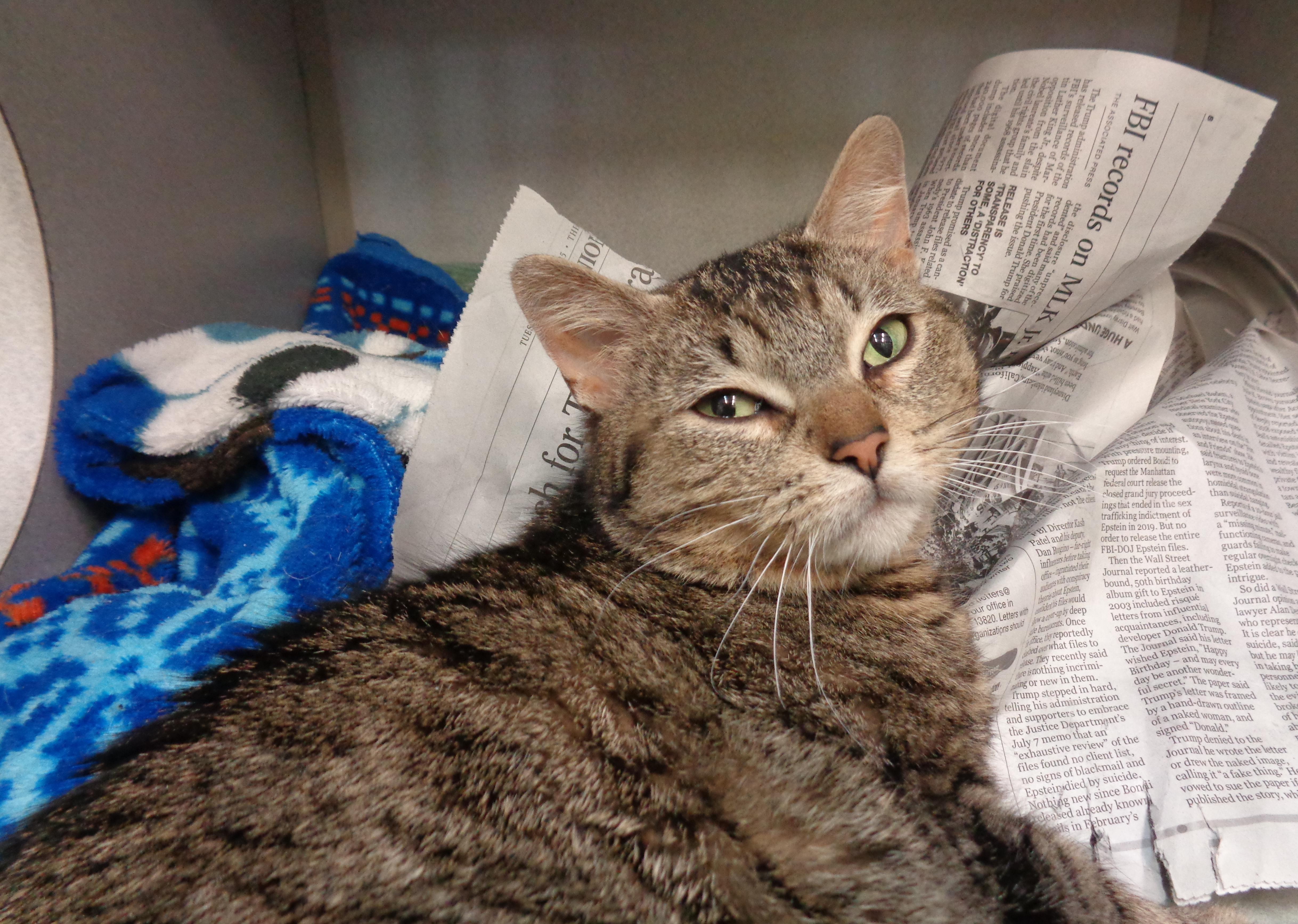 A young small-sized female Brown / Chocolate Tiger cat named Quokka for adoption in Delhi, NY