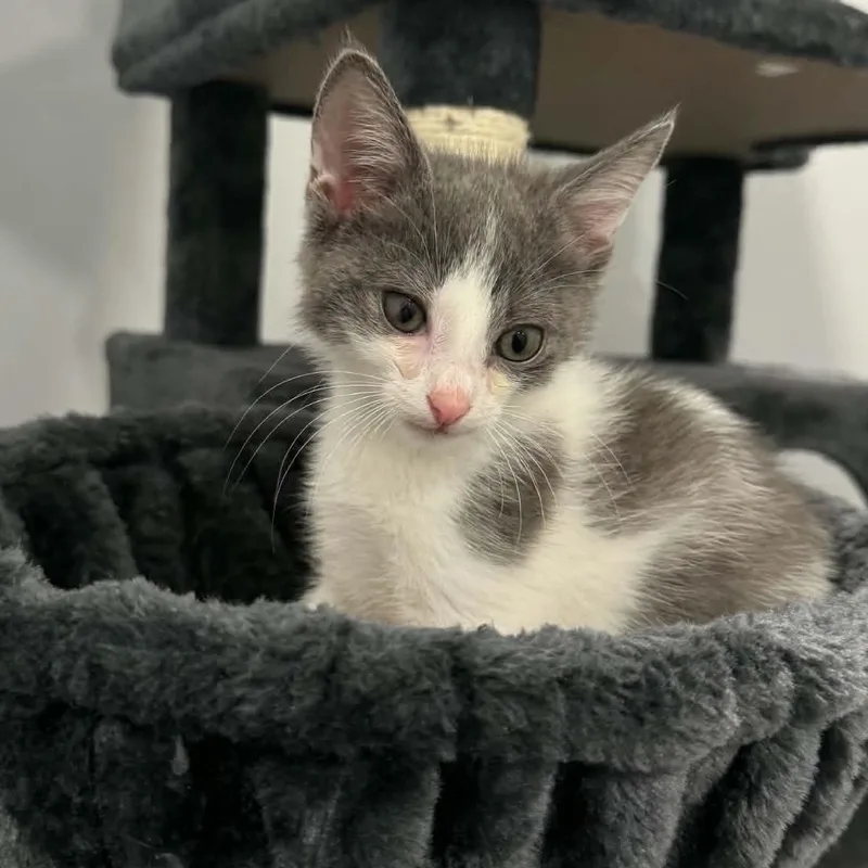 A baby small-sized male American Shorthair cat named Snarf for adoption in Danbury, CT