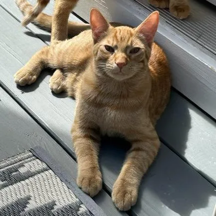 An adult large-sized male Domestic Short Hair cat named Peter for adoption in Cumming, GA