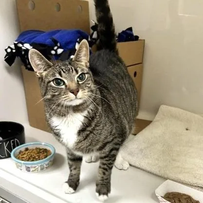 An adult large-sized male Brown / Chocolate Domestic Short Hair cat named Linus for adoption in Novelty, OH