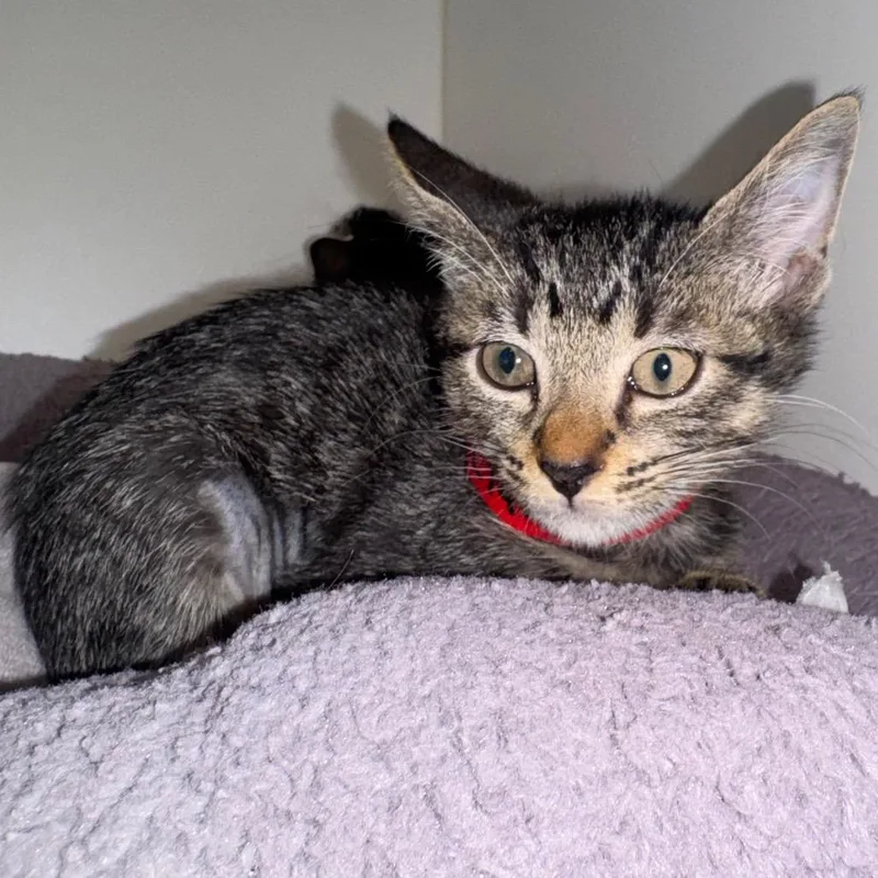 A young large-sized female Brown / Chocolate Domestic Short Hair cat named Gracie for adoption in West Palm Beach, FL